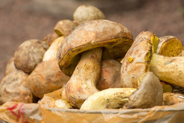 Mushroom background. Harvest of mushrooms in autumn. Freshly picked white mushrooms in the basket.