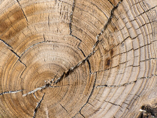 Wooden background. Beautiful dry wood texture, tree rings and cracks.