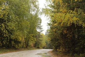 a lonely road in a wet forest
