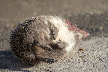 Dead hedgehog. Killed animals on the highway.