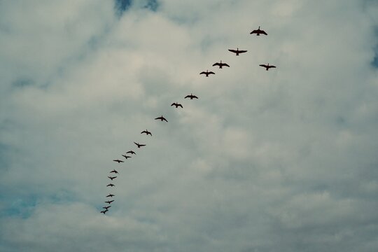 Vögel im Formationsflug 