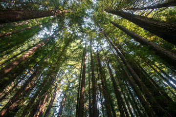 Coastal Redwoods in Humboldt County on the Avenue of the Giants in California Looking Up Trunk at the Sun Dappled Canopy