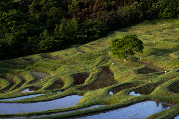 大山千枚田の朝焼け