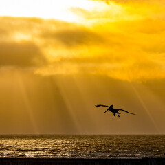 Pélican planant dans la baie de San Francisco au coucher du soleil 