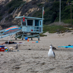 Le maître nageur, une mouette devant un poste de maitre nageur sur une plage de Californie...