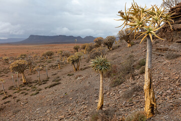 A view of the quiver tree forest near Nieuwoudtville, South Africa