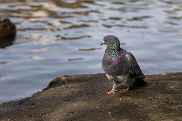 Gray pigeon is by a pond in the park in summer