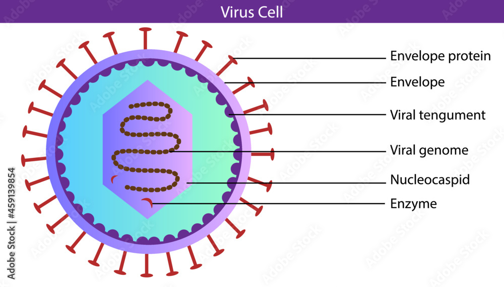 Sticker diagram of virus cell