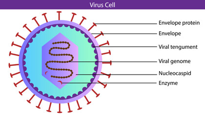diagram of virus cell