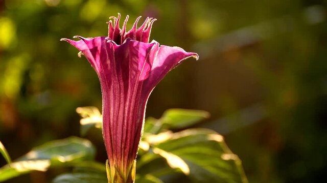 thorn apple with violet and white flower