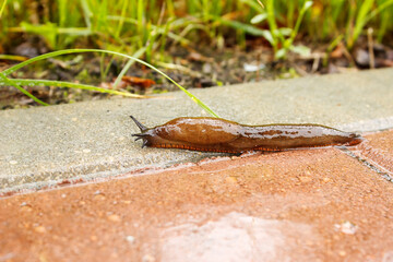 slug crawling along the path in the rain