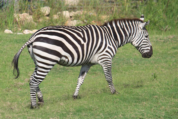 Plains zebra also known as the common zebra. The zebra is walking across green grass. Equus quagga 