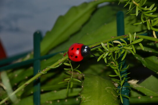 Image of a ladybug on a flower.