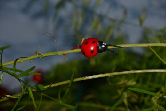 Image of a ladybug on a flower.