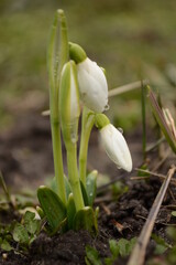 Broad-leaved snowdrop in the garden,