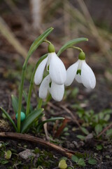Broad-leaved snowdrop in the garden,