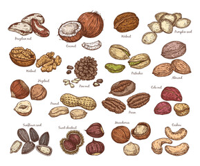 Set sketch of colored nuts. Vector illustration of nuts in vintage style. Isolated elements for design, packaging, textiles.