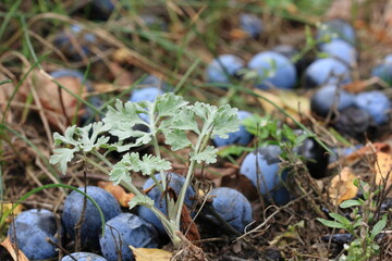 Young wormwood branch against the background of fallen plums at the end of September