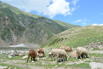 sheep in the mountain