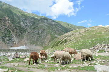 Fototapeta premium sheep in the mountain