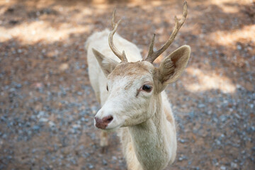 white reindeer or deer with horn in zoo