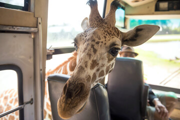 giraffe poke face into tourist bus window in zoo