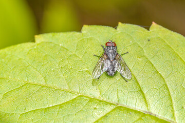 fly on leaf