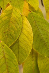 Naklejka na ściany i meble Yellow-green leaves on a branch in autumn