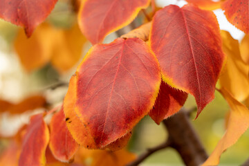 Obraz premium Yellow crimson leaves of ranetka on a branch in autumn, close-up
