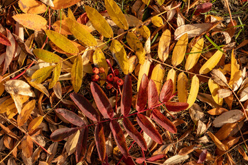 Fallen leaves of rowan on the ground on a sunny autumn day