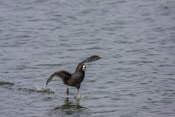 Eurasian Coot (Fulica atra) taking off over the sea