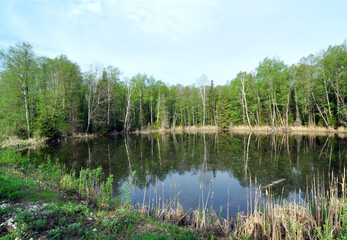 Obraz premium Forest Lake