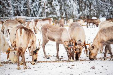 Reindeer farm in Lapland Finland