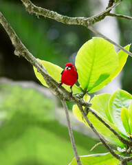 Tiê-sangue is a bird with red and black plumage commonly found on Brazilian coasts.