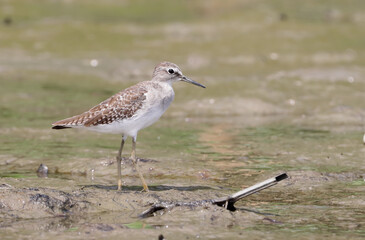 The wood sandpiper is a small wader. This Eurasian species is the smallest of the shanks, which are mid-sized long-legged waders of the family Scolopacidae.