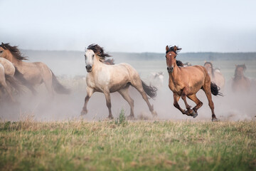 Herd of horses running on the meadow. - 459145458