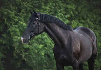 Portrait of a purebred black horse on green nature background. - 459145497