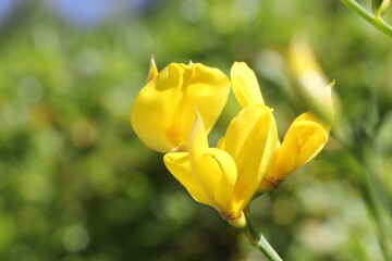Fleurs