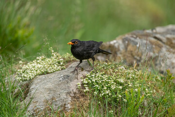 Blackbird, male, perched on a large rock in the Scottish countryside in the summer
