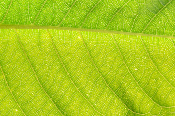 Naklejka na ściany i meble leaf macro green