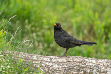 Blackbird, male, perched on a tree trunk in the Scottish countryside in the summer time