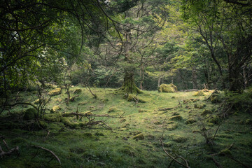 もののけ姫の森　長野県