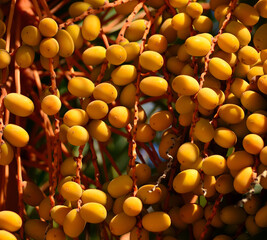Closeup of a palm tree branch with many small fruits about to ripen