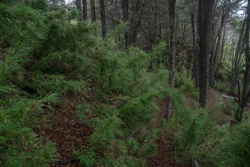 Patagonia vegetation. The forest in the Andes mountains. View of the green Chusquea culeou canes, also known as Colihue, and Nothofagus dombeyi trees, also known as Cohiue, growing in the woods. 