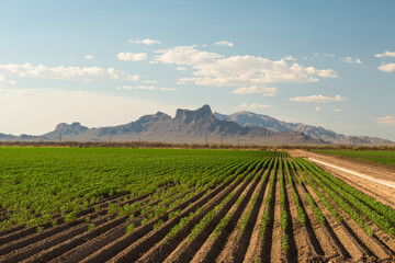 Fototapeta na wymiar Farm agriculture field with Picacho Peak in distance, Tucson Arizona