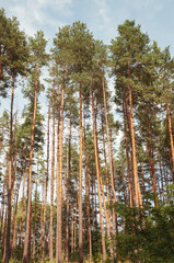 Fototapeta premium Pine forest on a warm sunny day on a background of blue sky. Quality image for your project