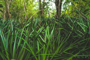 Sharp spikey green leaves in tropical Caribbean
