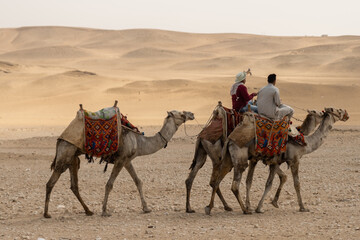 camels in the desert