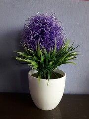 purple decorative flowers on white pots