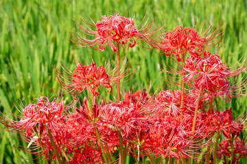 秋に咲く彼岸花と稲穂　鹿児島県出水平野